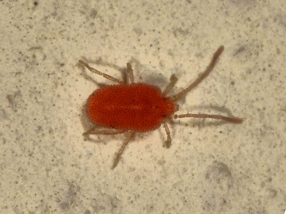 Smarididae?